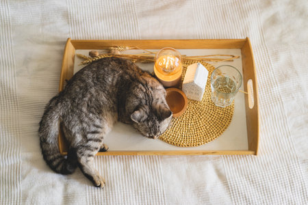 Cute cat of the Scottish straight and Linen pillows on a white bed with home decor.の写真素材