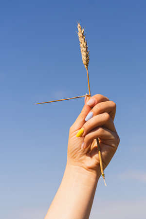 Woman holds ear of wheat against the background of field with a manicure in the colors of Ukraineの写真素材