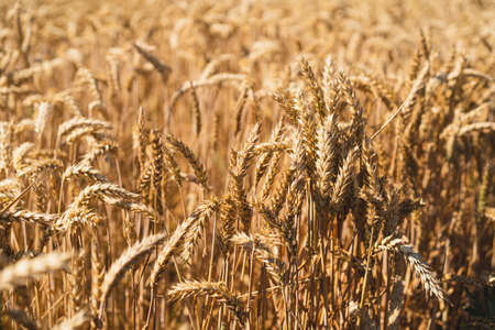 Golden ripe ears of wheat. Wheat field. Ears of golden wheat close up.