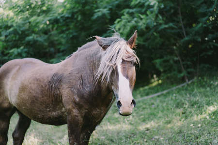 Old Horse running and standing in tall grassの写真素材