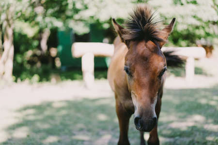 Horse running and standing in tall grassの写真素材