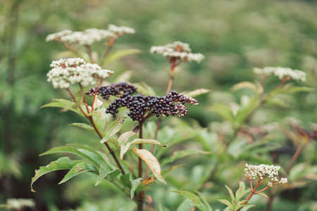 Clusters fruit black elderberry in garden.