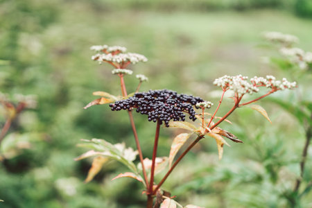 Clusters fruit black elderberry in garden.
