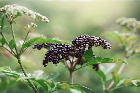 Clusters fruit black elderberry in garden.の写真素材