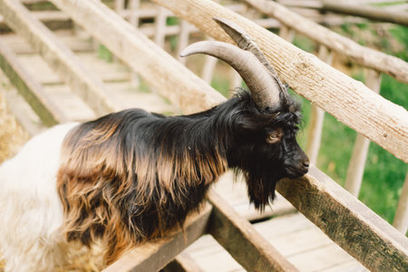 Welsh mountain goats wild in ewe in zooの写真素材