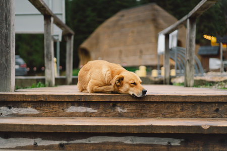 Sad and lonely dog laying down on wood floor in a outdoors.の写真素材