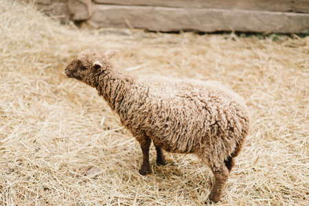 Beautiful Dwarf sheeps on the farm. Animals on farmingの写真素材