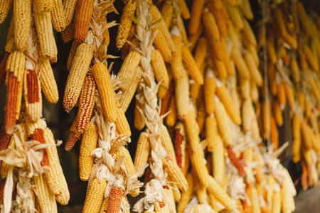 Dry corn hanging on wooden wall. Dried corn cobs.の写真素材