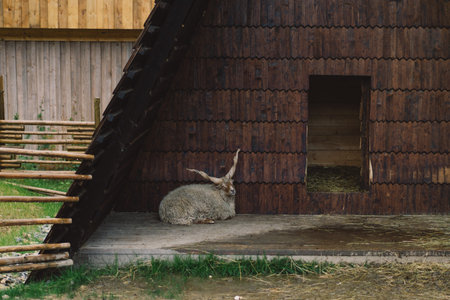 Beautiful Capra falconeri on the farm. Screw-horned goatの写真素材