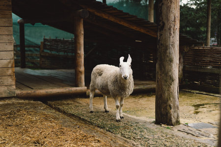 Border Leicester is one of the oldest English long-haired sheep breeds.の写真素材