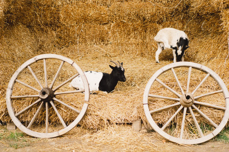 Beautiful little goat on the farm. Animals on farmingの写真素材