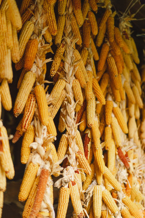 Dry corn hanging on wooden wall. Dried corn cobs.の写真素材