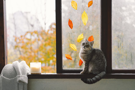 Cute cat with cozy autumn still life with pumpkins, knitted woolen sweater on a vintage windowsillの写真素材