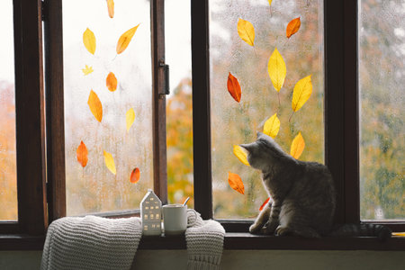 Cute cat with cozy autumn still life with pumpkins, knitted woolen sweater on a vintage windowsillの写真素材