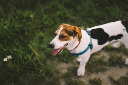 Jack Russell Terrier plays on grass, close-up.の写真素材