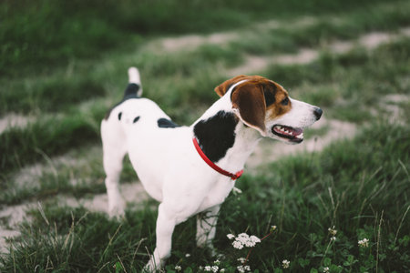 Jack Russell Terrier plays on grass, close-up.の写真素材