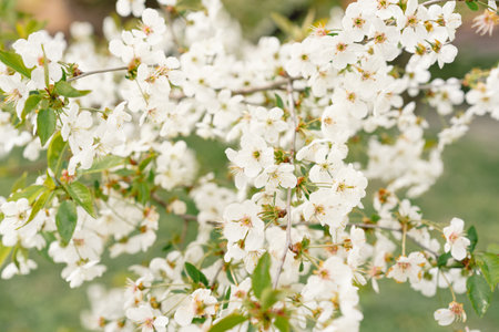 Cherry tree in white flowers. The branches of a blossoming tree.