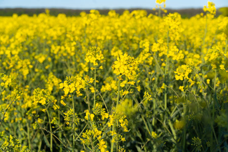 Field of colza rapeseed yellow flowers and blue sky. Oilseed, canola, colza.の写真素材