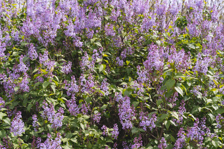 Beautiful lilac flowers. Purple lilac flowers on the bush.
