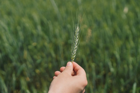 Man farmer walks through a wheat field and touching green earsの写真素材