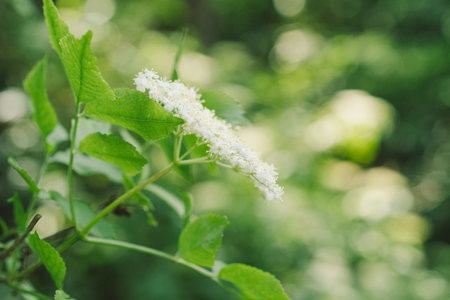 Elder flowers in garden. Sambucus nigra. Elder, black elder flowers.の写真素材