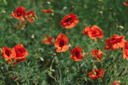 A field with poppies blooming everywhere in summer.の写真素材