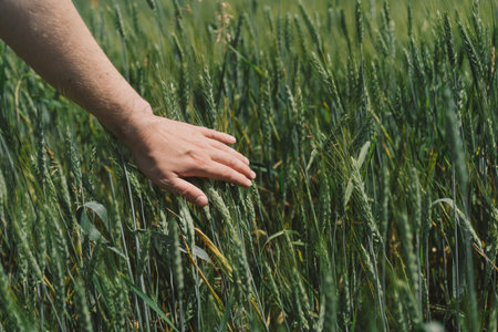 Man farmer walks through a wheat field and touching green earsの写真素材