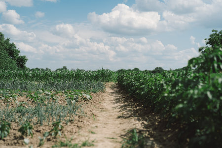 Farming agricultural garden, organic growing of vegetables.の写真素材