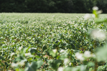 Many beautiful buckwheat flowers growing in the field. Agriculture scene.の写真素材