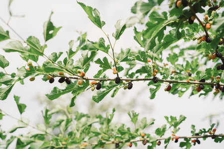 Mulberry fruit and tree. Black ripe and red unripe mulberries tree on the branchの写真素材
