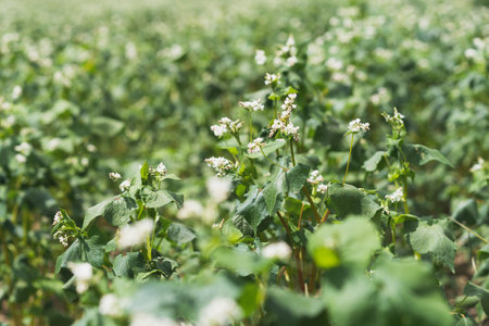 Many beautiful buckwheat flowers growing in the field. Agriculture scene.の写真素材