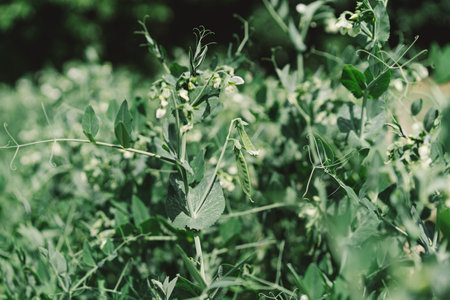 Bushes of young peas on the field, early eco food, peas with flowers.