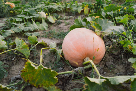 A large pumpkin grows in the garden.の写真素材
