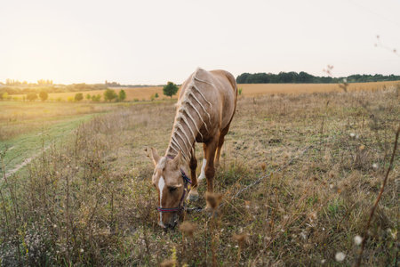 A beautiful brown horse with a braided mane is grazing in a fieldの写真素材