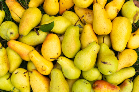 Yellow pears background. Freshly harvested yellow pears.の写真素材