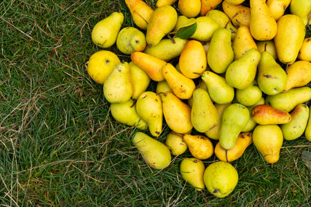 Yellow pears background. Freshly harvested yellow pears.の写真素材