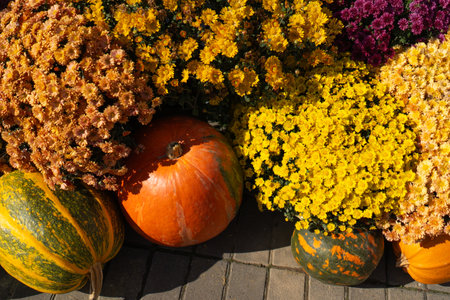 Pumpkins with autumn flowers, pumpkin patch at farmの写真素材