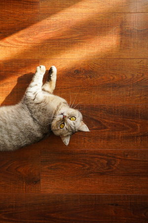 Portrait of a beautiful cat. Cute Cat Portrait. Happy Pet.の写真素材