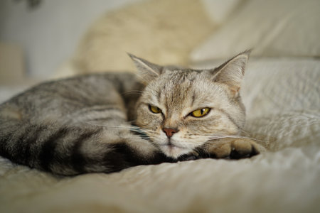 Portrait of a beautiful cat. Cute Cat Portrait. Happy Pet.の写真素材