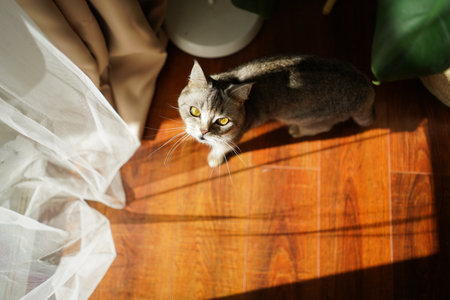 Portrait of a beautiful cat. Cute Cat Portrait. Happy Pet.の写真素材