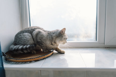 Portrait of a beautiful cat. Cute Cat Portrait. Happy Pet.