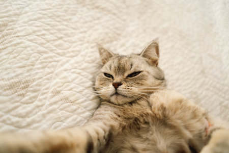 Portrait of a beautiful cat. Cute Cat Portrait. Happy Pet.の写真素材