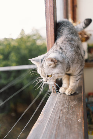 Portrait of a beautiful cat. Cute Cat Portrait. Happy Pet.の写真素材