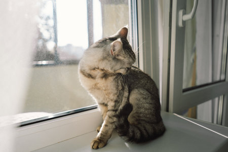 Portrait of a beautiful cat. Cute Cat Portrait. Happy Pet.の写真素材