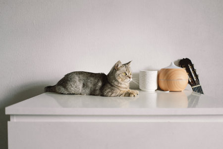 Portrait of a beautiful cat. Cute Cat Portrait. Happy Pet.の写真素材