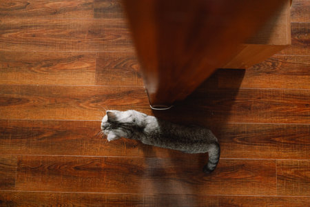 Portrait of a beautiful cat. Cute Cat Portrait. Happy Pet.の写真素材