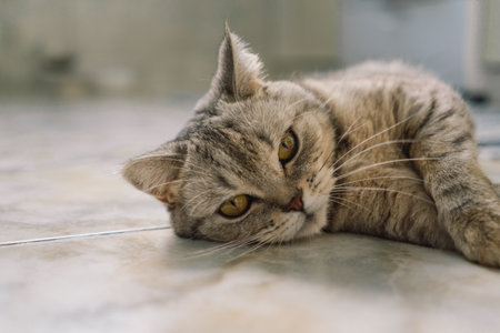 Portrait of a beautiful cat. Cute Cat Portrait. Happy Pet.の写真素材