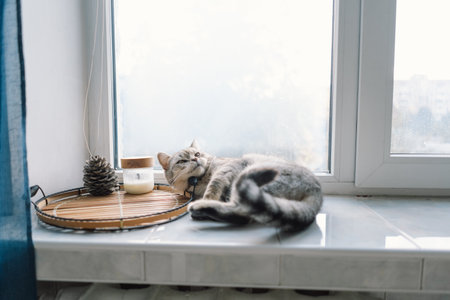 Portrait of a beautiful cat. Cute Cat Portrait. Happy Pet.