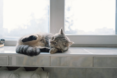 Portrait of a beautiful cat. Cute Cat Portrait. Happy Pet.の写真素材