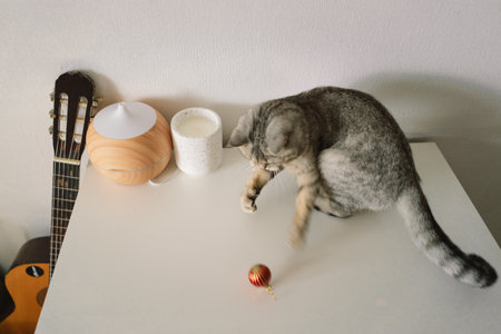 Portrait of a beautiful cat. Cute Cat Portrait. Happy Pet.の写真素材